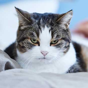 Grimmig schauende Katze