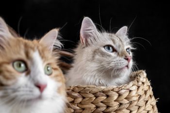 Zwei Katzen schauen nach rechts zum Newsletter Cattalk