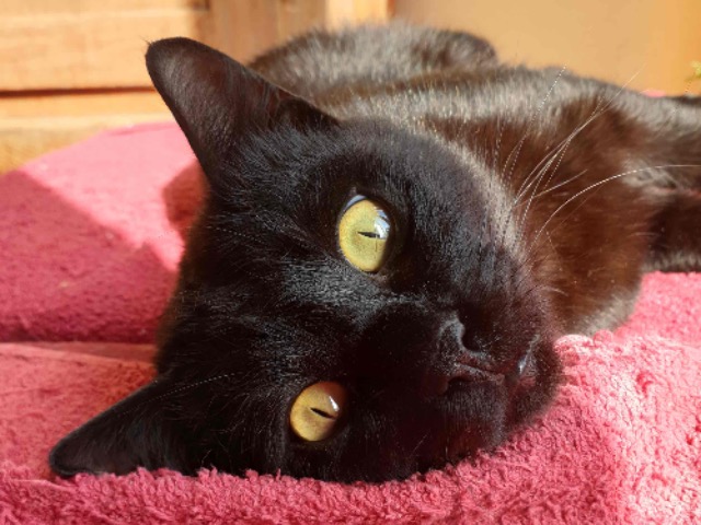 Kater Hölzenbein schaut