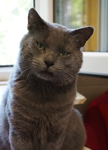 Kartäuser Kater schaut verschlafen in die Kamera
