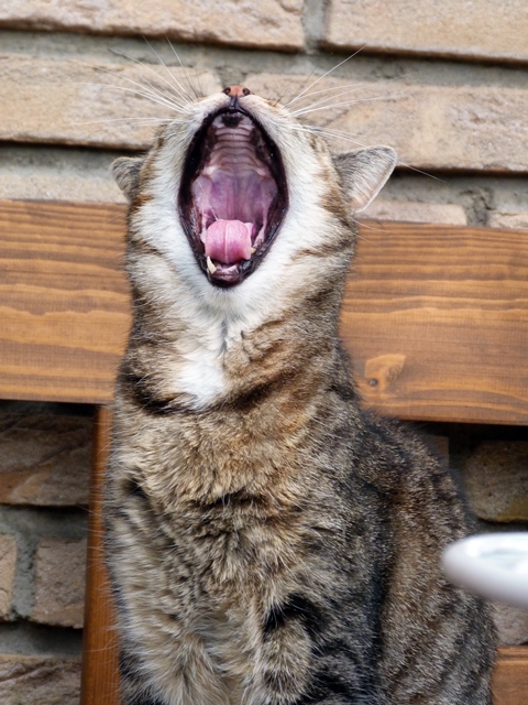 Katzensprache verstehen: Katzendame Ivy gähnt genüsslich auf einer Bank sitzend