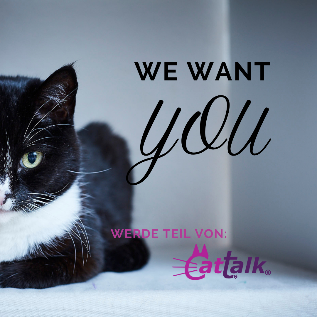 Katze schaut ins Bild - auf dem Bild ist ein Text "We Want You - Werde Teil von Cattalk" zu lesen