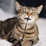 Getigerte Katze namens Käse zieht am Faden eines Spielzeugs