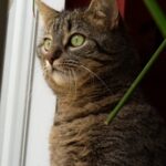 Katze zeigt auffaelliges Verhalten