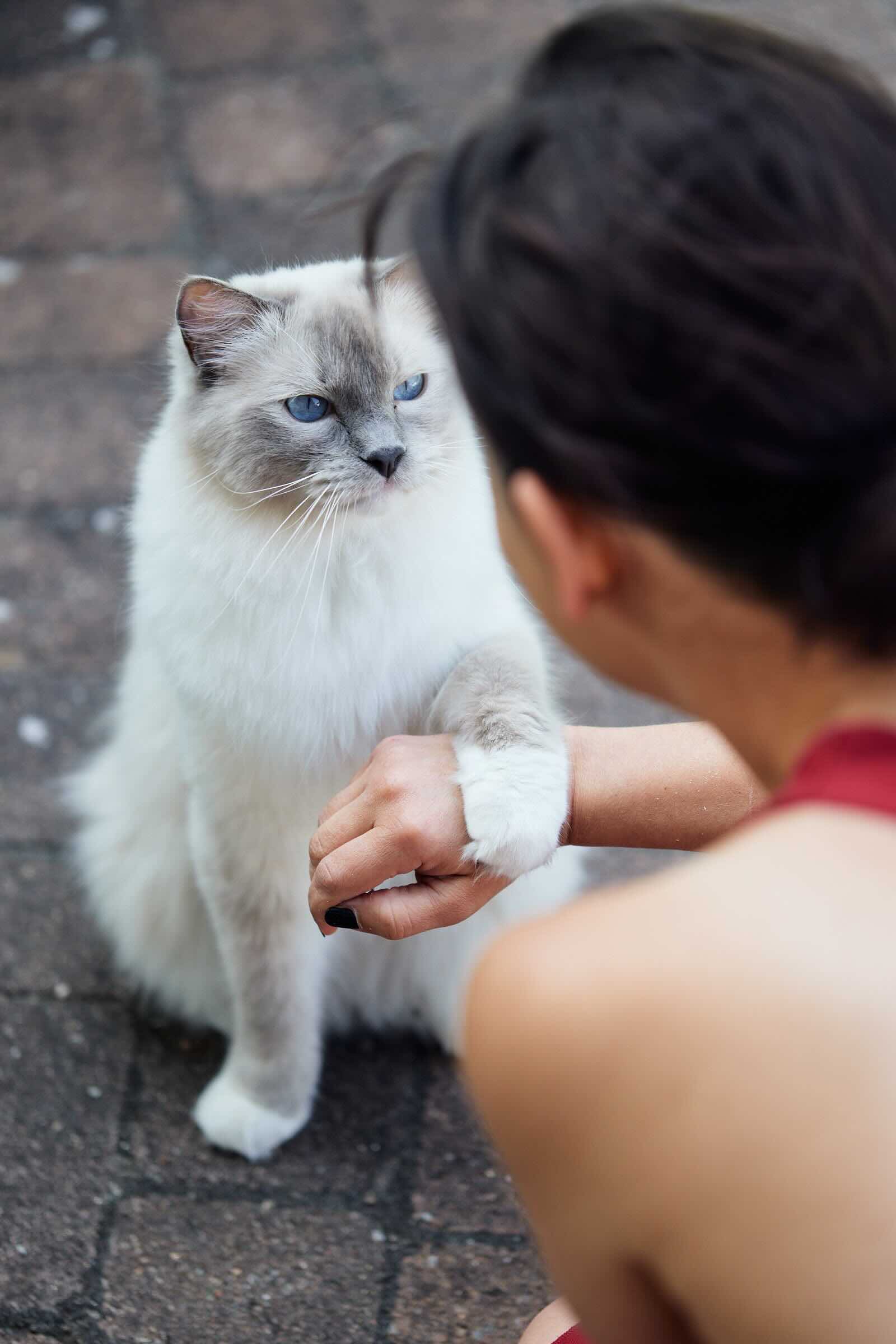 Eine Ragdollkatze sitzt vor Carmen und hat eine Pfote auf ihrem Arm angelegt. Die Katze schaut Carmen vertrauensvoll an.