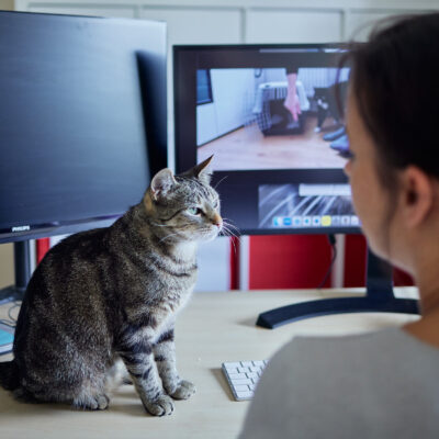 Eine getigerte Katze sitzt neben dem Bildschirm auf einem Schreibtisch und schaut die Inhaberin von Cattalk an.