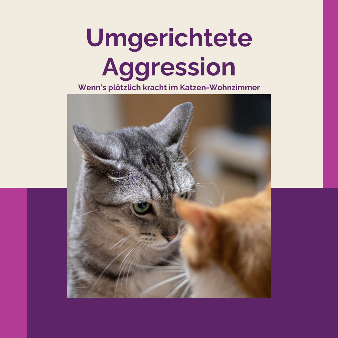 Produktbild Selbstlernkurs "Umgerichtete Aggression"