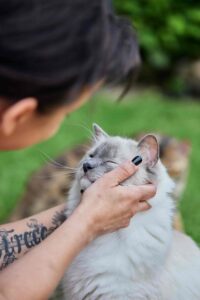 Medical Training - Ragdollkater Bellini werden die Augen gereinigt