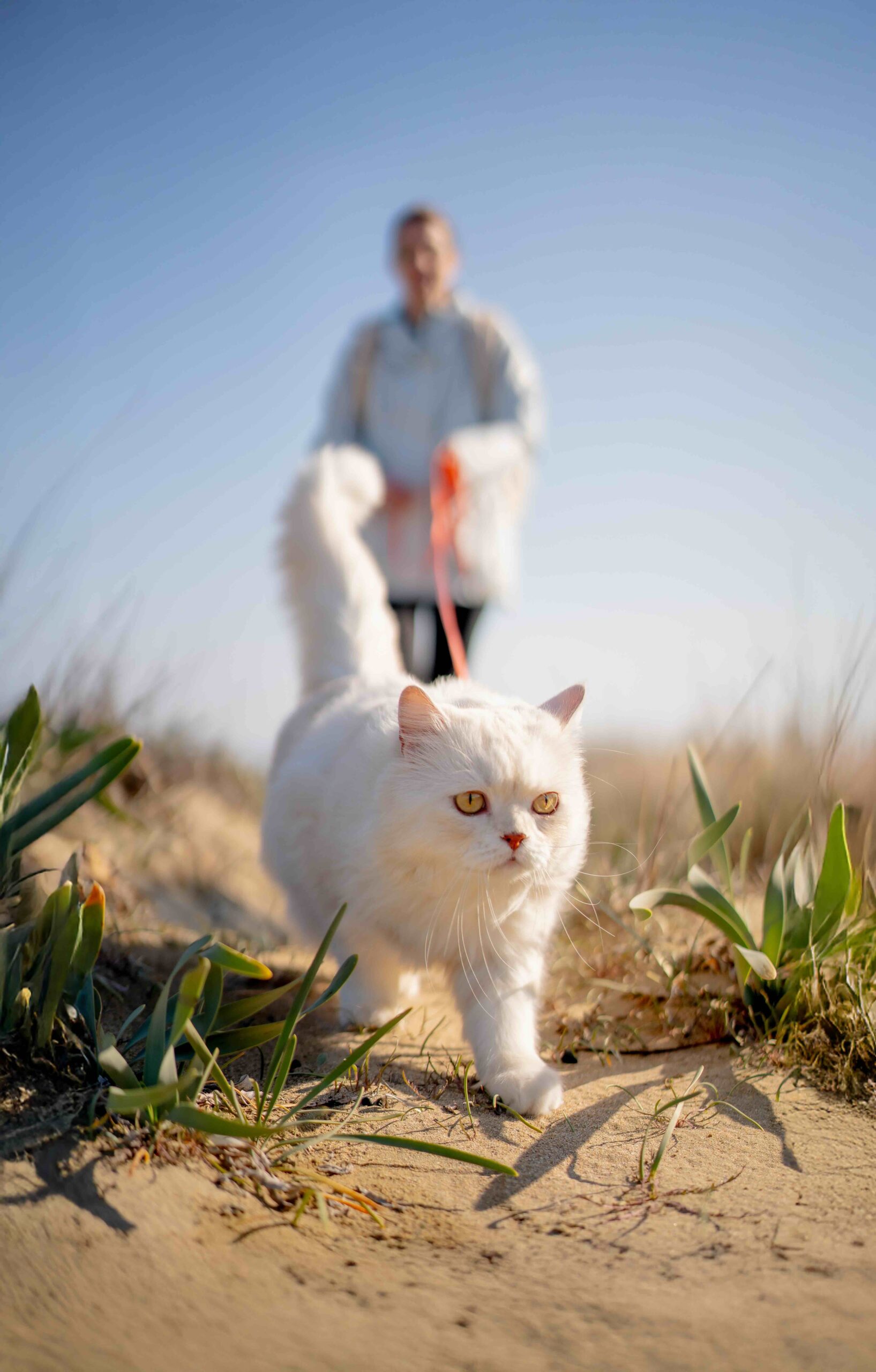 Kater Louis läuft entspannt an der Leine