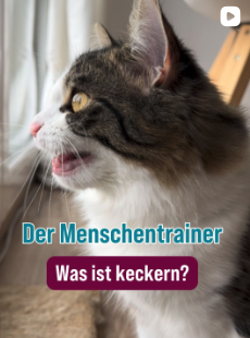 Content Consulting: Eine Katze keckert aus dem Fenster - unterhalb des Bilds ist der Schriftzug "Der Menschentrainer - Was ist keckern?"