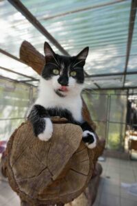 Erbrechen bei der Katze: der Tuxedokater liegt auf einem Baumstamm und streckt die Zunge raus - ist ihm übel?