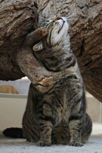 Verhaltensberatung Katze: Tigerkatze Alexa reibt sich genüßlich an einem Baumstamm