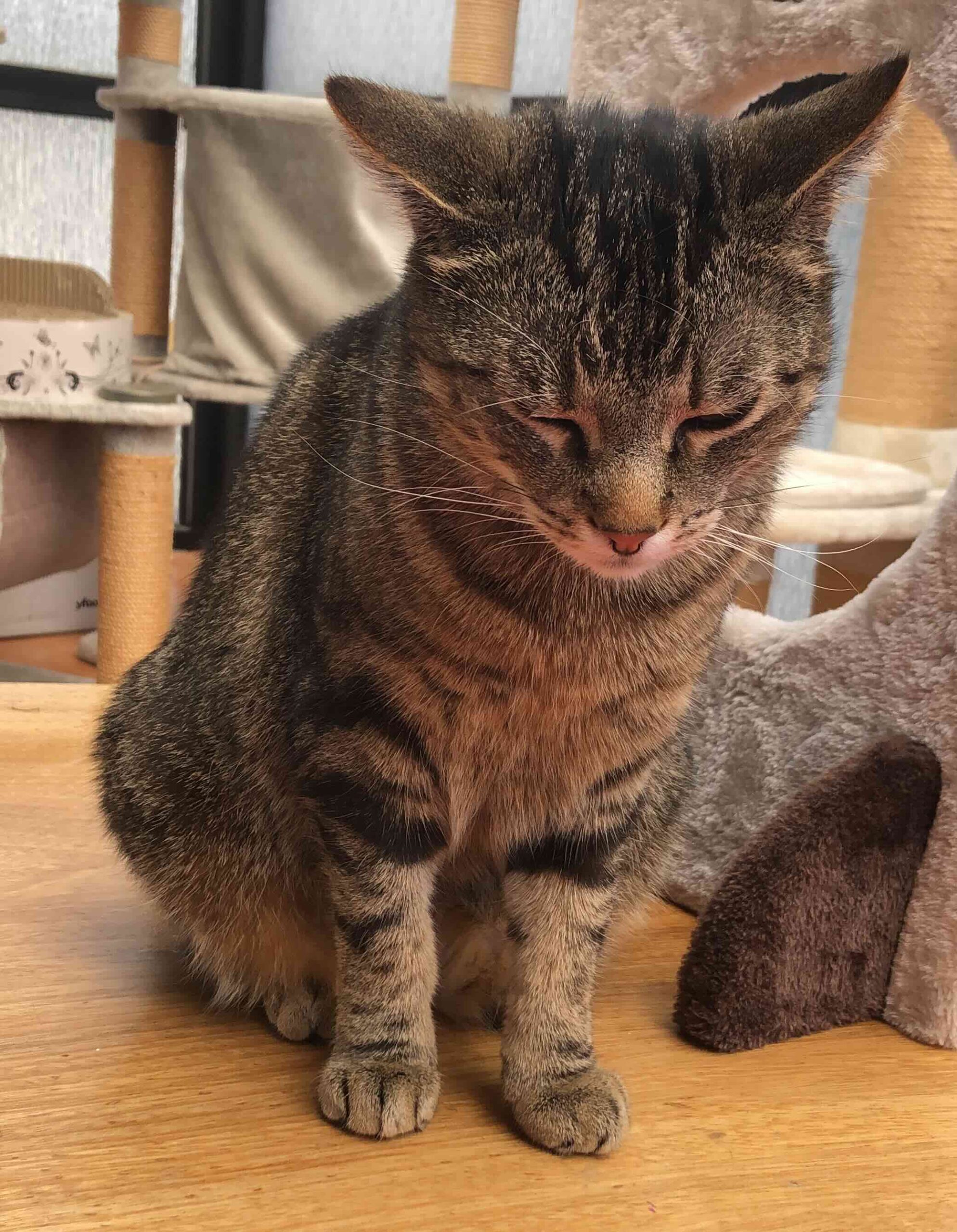 Stressblase lindern: Tigerkatze sitzt mit schief stehenden Ohren und deutlichem Schmerzgesicht