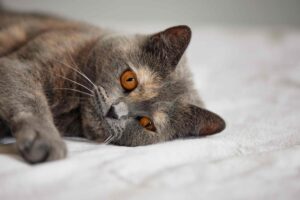 Schmerzen_bei_Katzen_erkennen_Webinar Schmerzen bei Katzen erkennen: Die tortie BKH-Katze liegt seitlich auf einem Bett und schau an der Kamera vorbei. Sie wirkt traurig