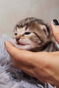 Sehr kleines Kitten in einer Hand liegend