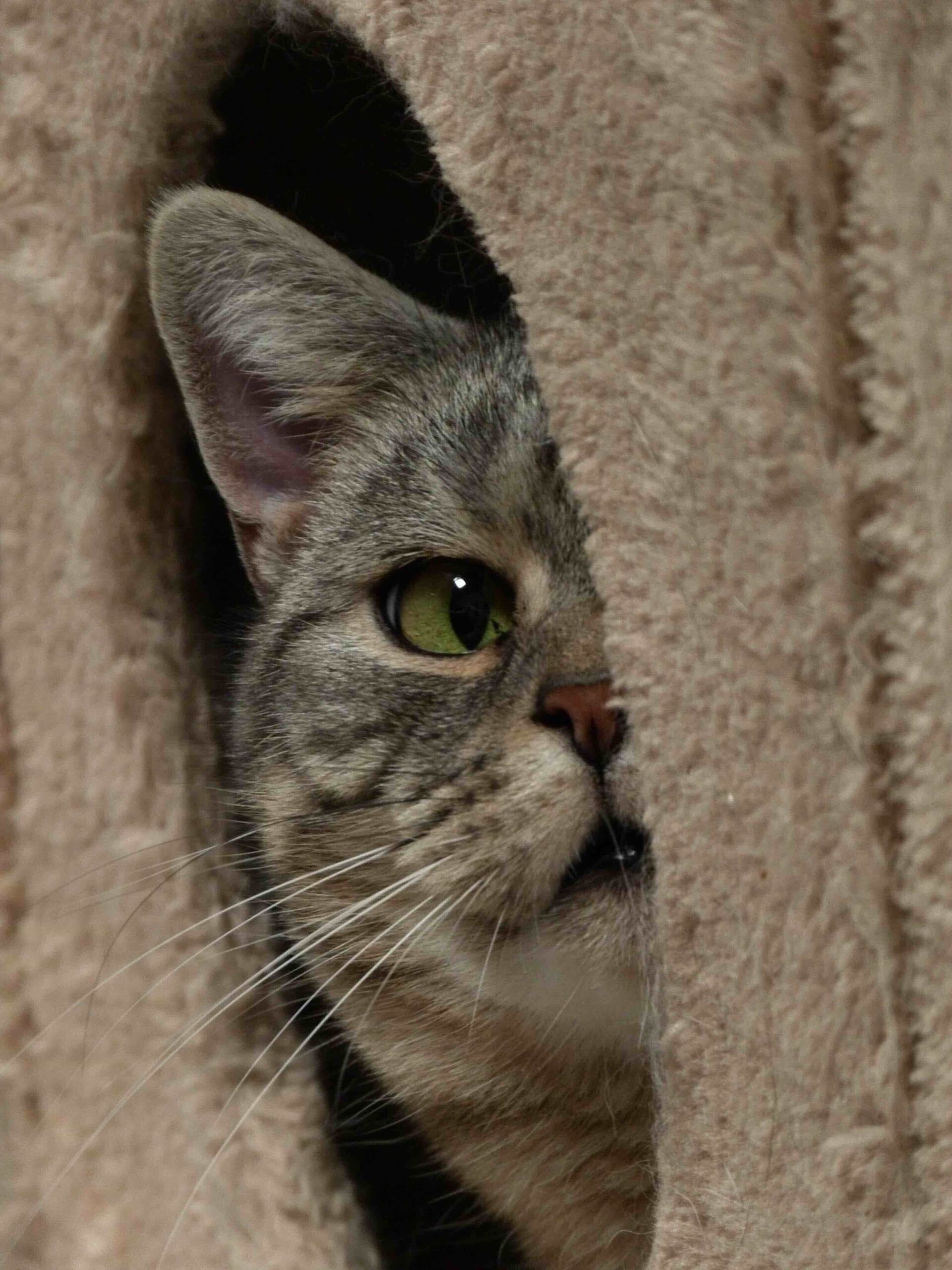 Traumata bei der Katze: BKH Katze Emily schaut schüchtern halbseitig aus ihrem Kratzbaum