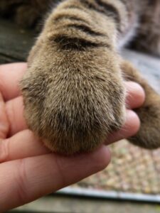 Katzenpfote in eine menschliche Hand gelegt
