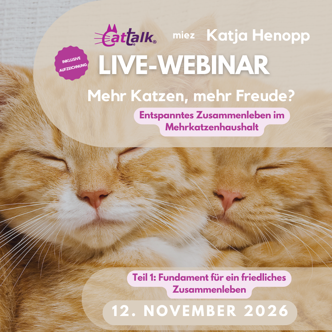 Webinar_Mehrkatzenhaushalt_Konflikte_lösen_Teil1 Mehrkatzenhaushalt Konflikte lösen: Zwei kuschelnde Katzen im Hintergrund - die Webinardaten im Vordergrund