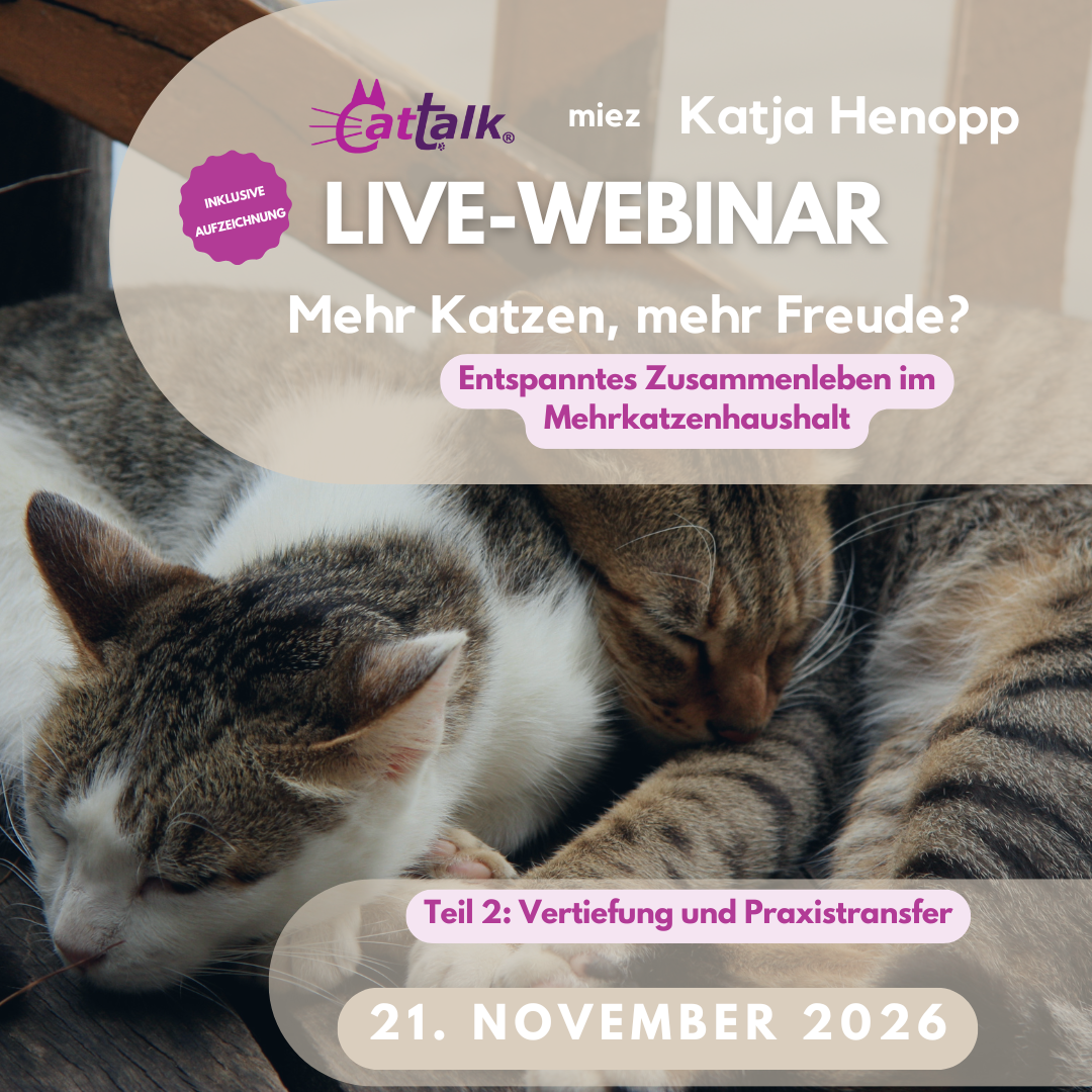 Webinar_Mehrkatzenhaushalt_Konflikte_lösen_Teil2 Mehrkatzenhaushalt Konflikte lösen: Zwei kuschelnde Katzen im Hintergrund - die Webinardaten im Vordergrund / Teil 2