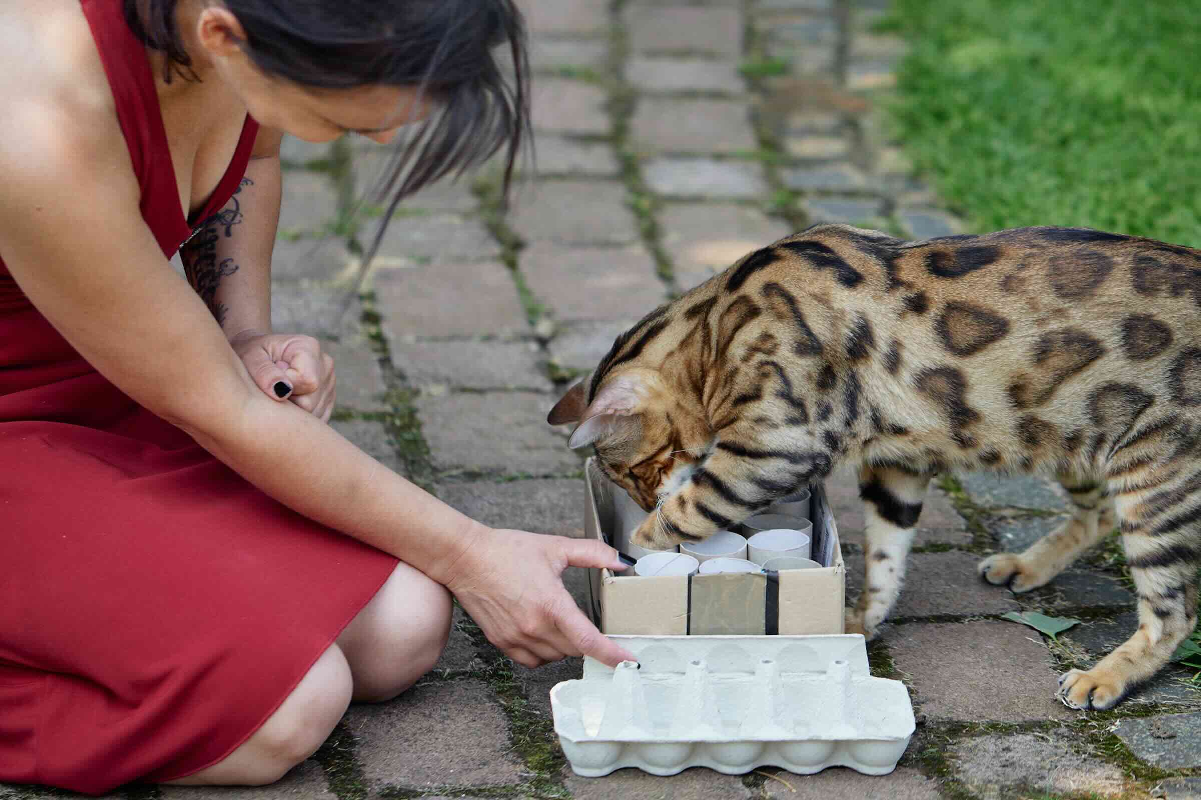 Artgerechte Katzenernährung: Carmen hält eine Box mit leeren Klopapierrollen auf dem Boden fest, während Bengalkater Baccardi sein Futter herauspfötelt