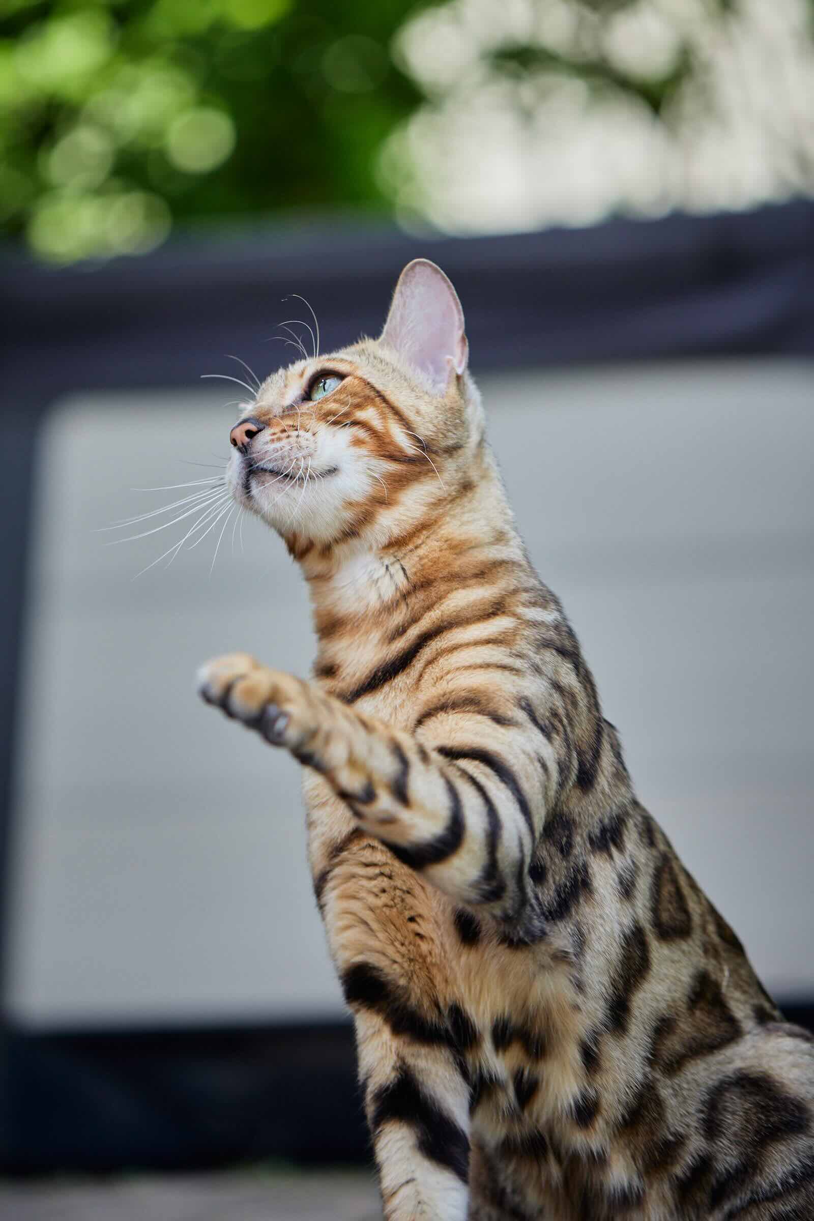 Katzensprechstunde buchen: Bengalkater Baccari hebt das Pfötchen zum Gruß